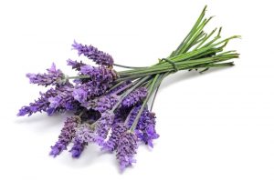 Lavendel Pflanze